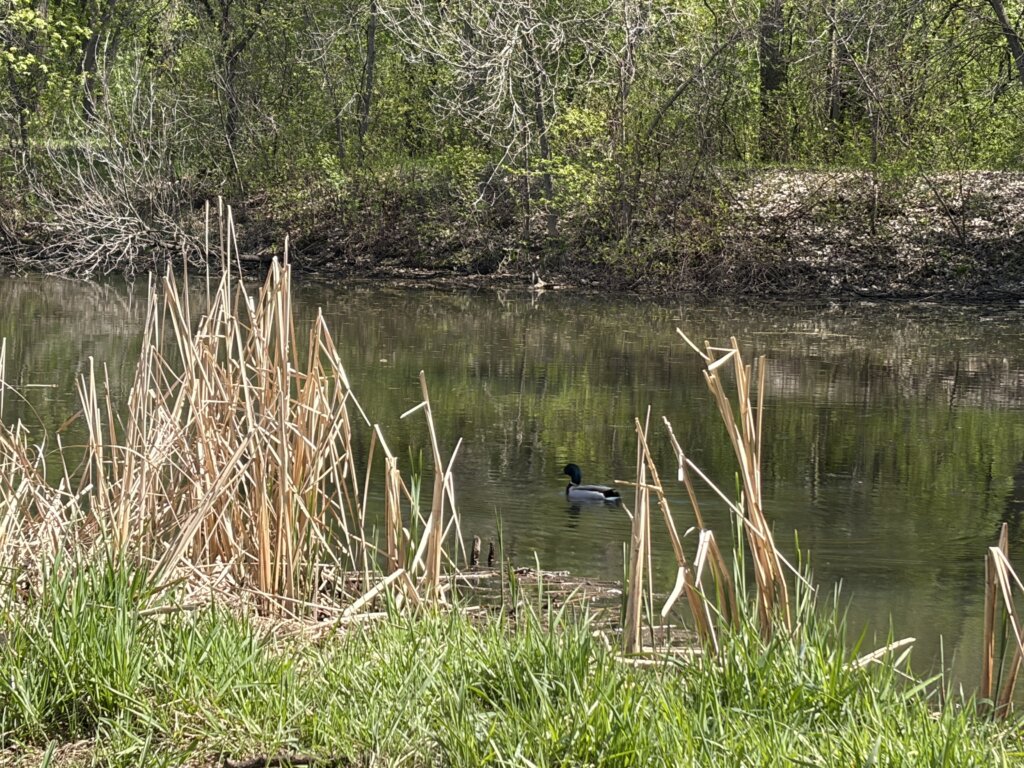 Duck swimming in the pond adjacent to the Woodcrest Creek filter